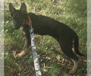 German Shepherd Dog Puppy for sale in MECHANICSVILLE, VA, USA