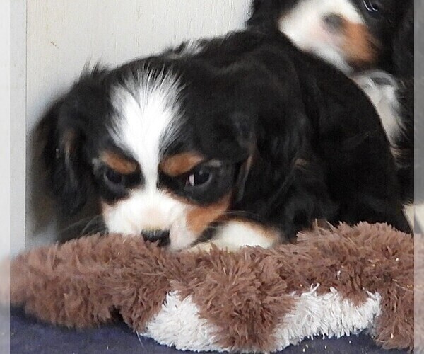 Medium Photo #10 Cavalier King Charles Spaniel Puppy For Sale in CARLISLE, KY, USA