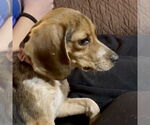 Small #2 Beagle Mix