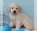 Small #3 Golden Retriever