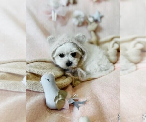 Medium Photo #21 Maltese Puppy For Sale in MIAMI BEACH, FL, USA