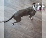 Small #5 American Staffordshire Terrier Mix