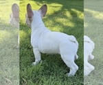 Small #5 French Bulldog