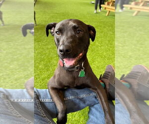 German Shepherd Dog-Unknown Mix Dogs for adoption in Yardley, PA, USA