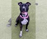 Small American Pit Bull Terrier-Plott Hound Mix