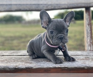 French Bulldog Puppy for sale in BROOKLYN, NY, USA