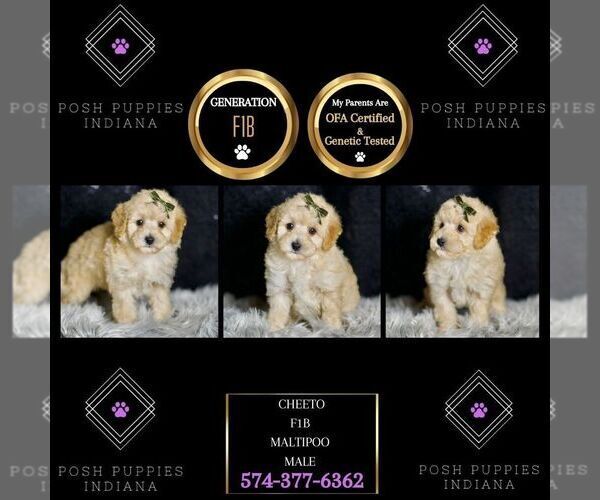 Medium Photo #40 Maltipoo Puppy For Sale in WARSAW, IN, USA