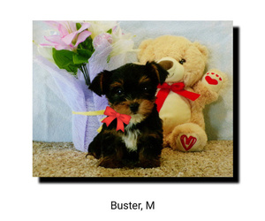 Yorkshire Terrier Puppy for sale in CUB RUN, KY, USA