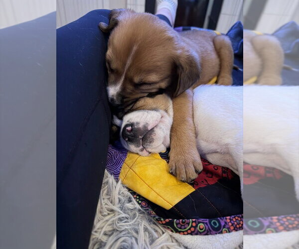 Medium Photo #4 Mutt Puppy For Sale in Mundelein, IL, USA