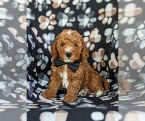 English Springer Spaniel-Poodle (Miniature) Mix Puppy for sale in LINCOLN UNIVERSITY, PA, USA