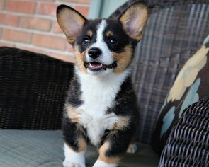 Pembroke Welsh Corgi Puppy for sale in SIDNEY, OH, USA