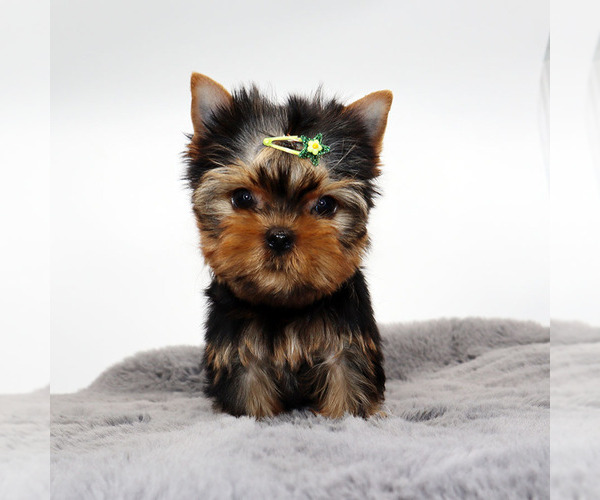 Medium Photo #4 Yorkshire Terrier Puppy For Sale in LOS ANGELES, CA, USA