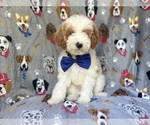 Small #5 Cavapoo