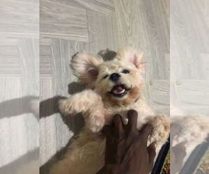 Lhasa Apso Puppy for sale in HUNTSVILLE, AL, USA