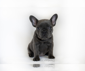 French Bulldog Puppy for sale in ELK GROVE, CA, USA