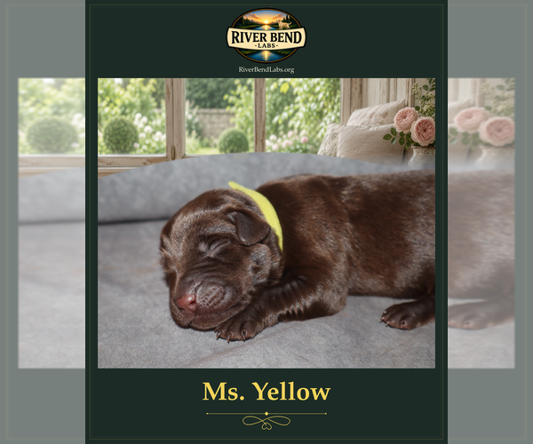 Medium Photo #2 Labrador Retriever Puppy For Sale in WHITNEY, TX, USA