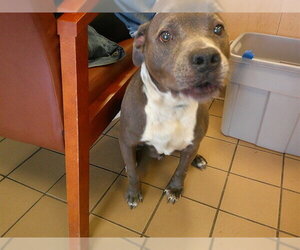 American Staffordshire Terrier Dogs for adoption in Ocala, FL, USA