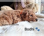 Small Photo #83 Goldendoodle (Miniature) Puppy For Sale in GASTONIA, NC, USA