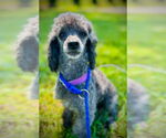 Small #1 Poodle (Toy)