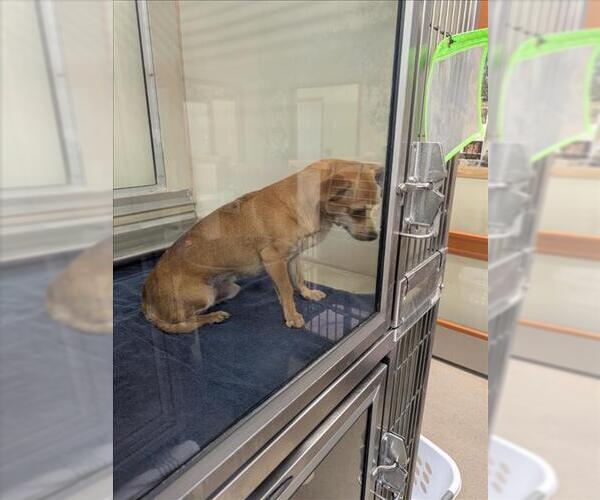 Medium Photo #1 Chihuahua Puppy For Sale in Upland, CA, USA