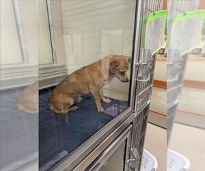 Chihuahua Dogs for adoption in Upland, CA, USA
