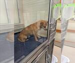 Small Chihuahua