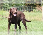 Small Photo #1 Labrador Retriever Puppy For Sale in NEOLA, WV, USA