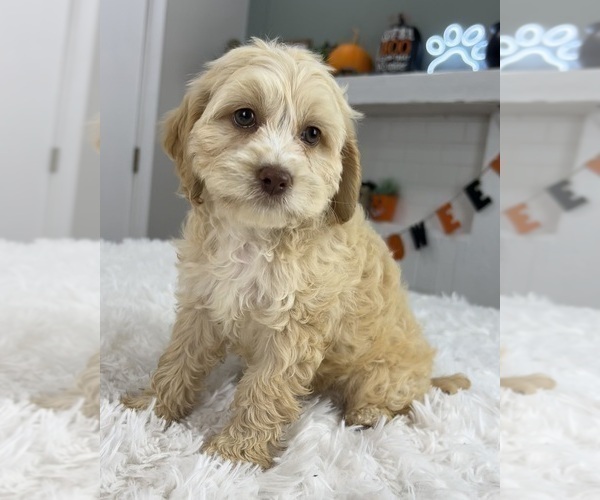 View Ad CockAPoo Puppy for Sale near Indiana, INDIANAPOLIS, USA. ADN