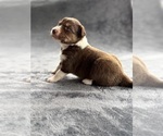 Puppy Artio Australian Shepherd