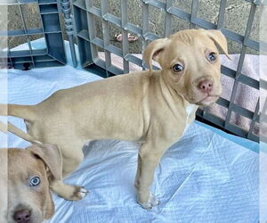 Mutt Dogs for adoption in Mooresville, NC, USA