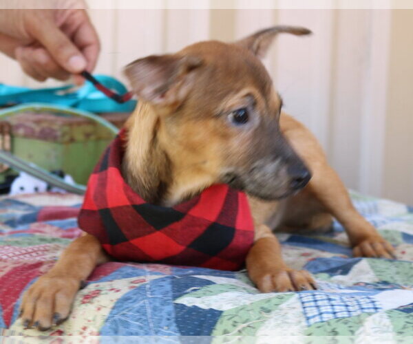 Medium Photo #3 Mutt Puppy For Sale in Bandera, TX, USA