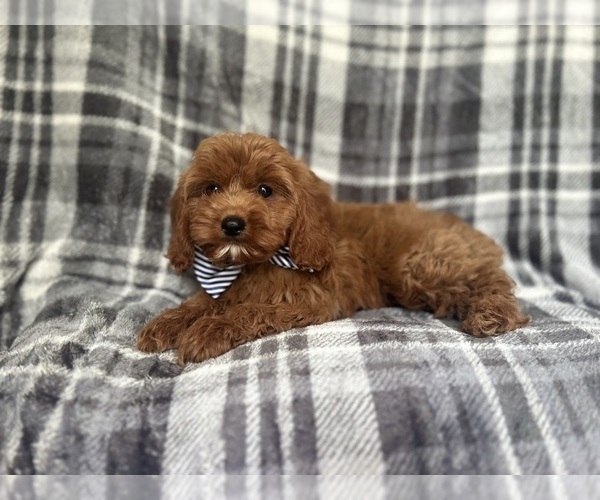Medium Photo #5 Cavapoo Puppy For Sale in LAKELAND, FL, USA
