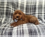 Small #4 Cavapoo