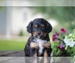 Puppy Milan Cavapoo