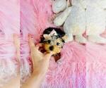 Small #12 Yorkshire Terrier