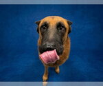 SHEEN - Male German Shepherd Dog Dog for Adoption - Small photo