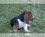 Small Photo #57 Basset Hound Puppy For Sale in MEMPHIS, MO, USA