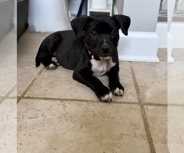 Medium Photo #5 American Staffordshire Terrier-Unknown Mix Puppy For Sale in Holly Springs, NC, USA