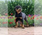 Small Photo #7 Rottweiler Puppy For Sale in NAPPANEE, IN, USA