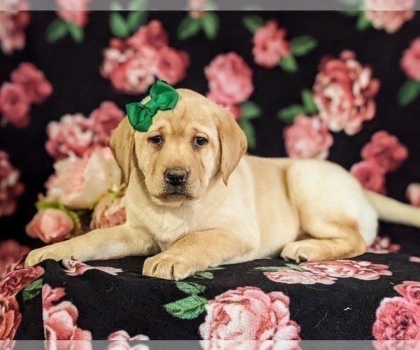 Medium Photo #4 Labrador Retriever Puppy For Sale in LITITZ, PA, USA