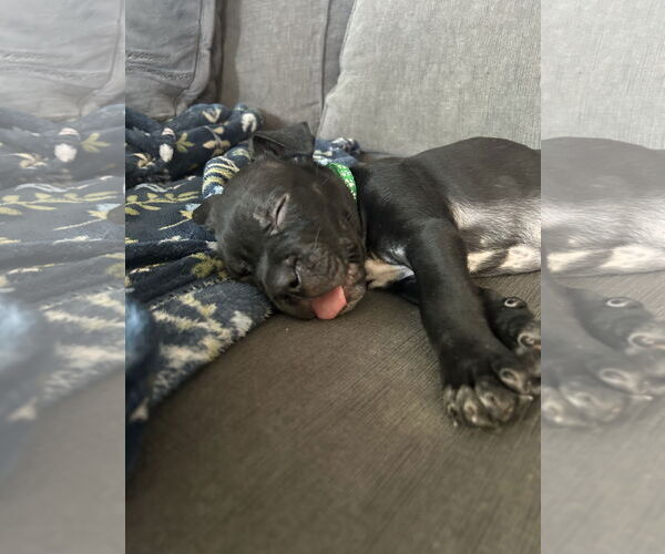 Medium Photo #14 Mutt Puppy For Sale in Holly Springs, NC, USA