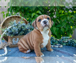 Small Photo #6 Beabull Puppy For Sale in SHIPSHEWANA, IN, USA