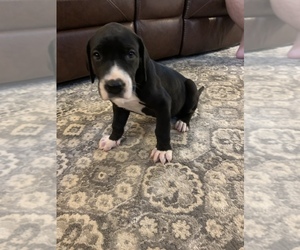 Great Dane Puppy for sale in ROCKINGHAM, NC, USA