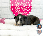 Small #10 Miniature Australian Shepherd