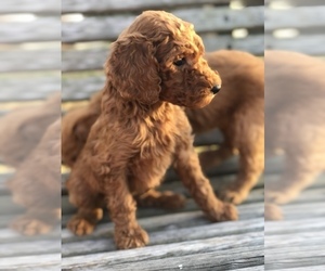 Poodle (Standard) Puppy for sale in MURRAYVILLE, GA, USA