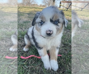 Miniature Australian Shepherd Puppy for sale in TAYLOR, TX, USA