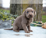 Small #1 Labrador Retriever