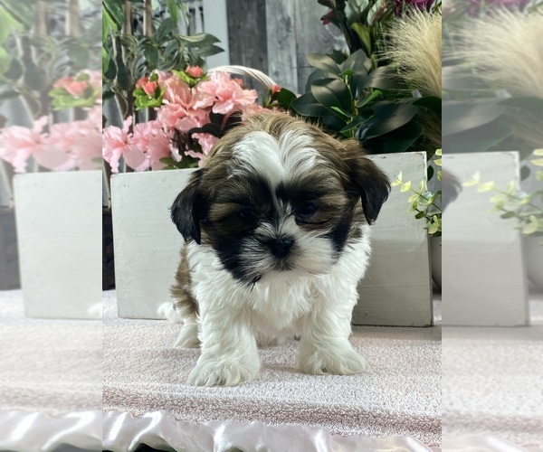 Medium Photo #3 Shih Apso Puppy For Sale in CANOGA, NY, USA