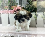 Small #2 Shih Apso