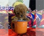 Small #3 Poodle (Toy)